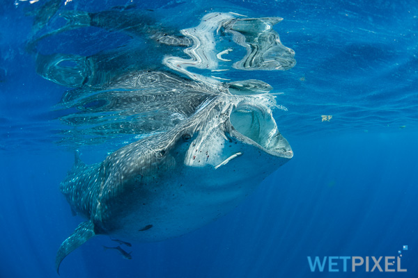 Whale Sharks on Wetpixel