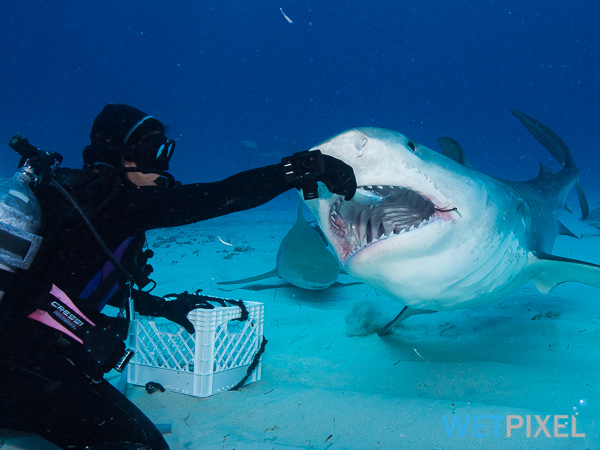 Shark feeding on Wetpixel