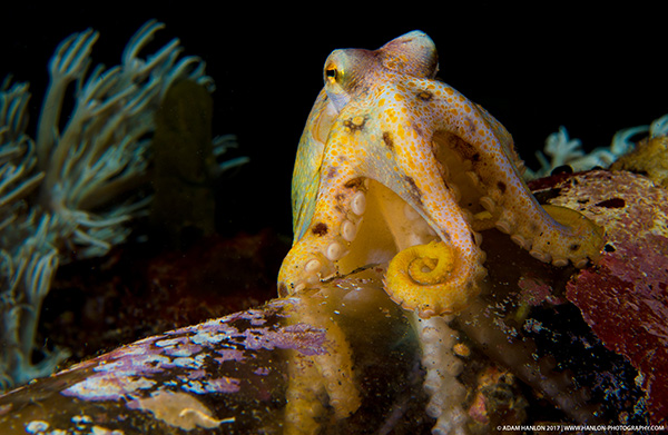 Lembeh with Muatard and Wetpixel