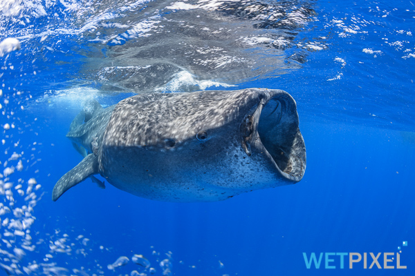 Whale sharks on Wetpixel