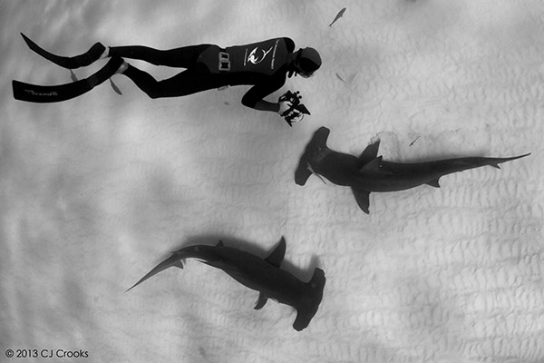 Sharks of Bimini on Wetpixel