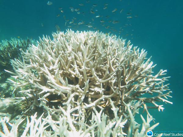Great Barrier Reef on Wetpixel