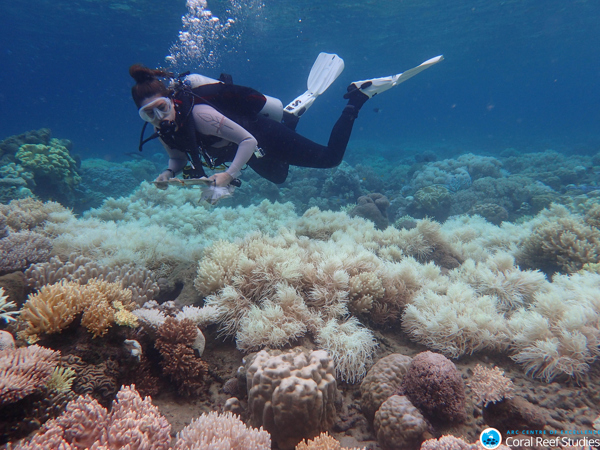 Great Barrier Reef on Wetpixel