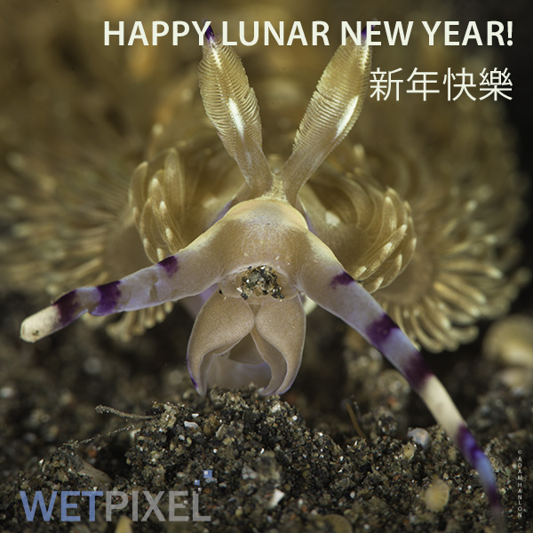 Happy lunar New Year from Wetpixel