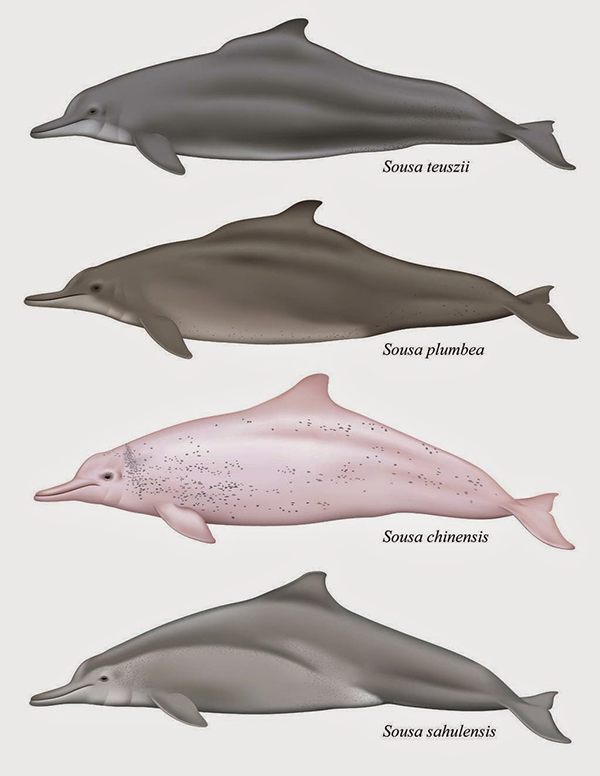 New humpback dolphin species on Wetpixel