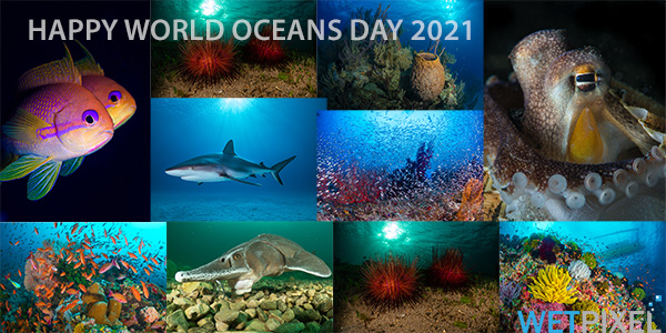 World Oceans Day 2021 on Wetpixel