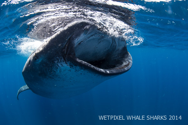 Wetpixel Whale Sharks 2014