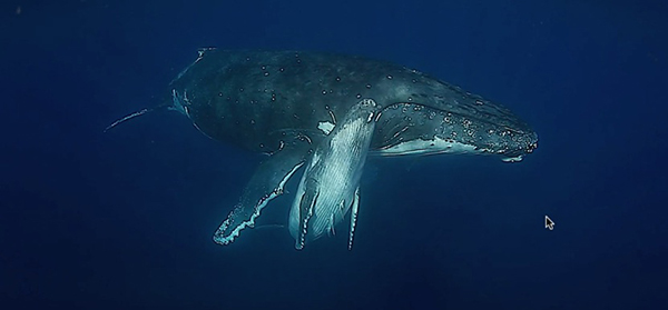 Amazing Whales of Foa Island Ha'apai on Wetpixel