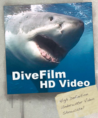 DiveFilm HD Video podcast is available free at iTunes and showcases some of the best underwater imaging from around the world in high definition.
