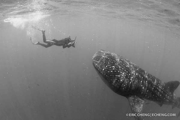 Wetpixel whale sharks 2013