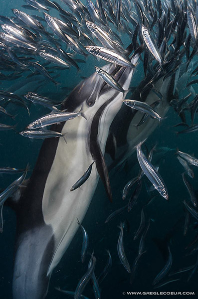 Dolphins in a sardine baitball by Greg Lecoeur