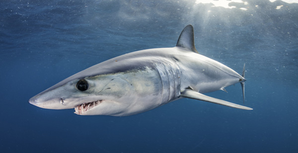 Mako shark on Wetpixel