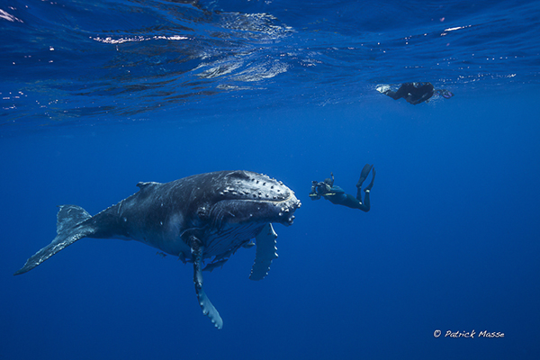 Humpback whales by Patrick Masse on Wetpixel