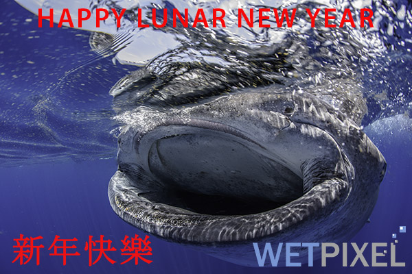 Happy Luna New Year 2016 on Wetpixel