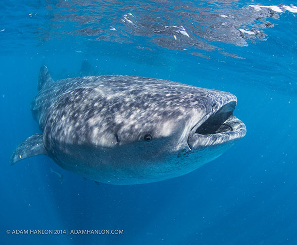 Wetpixel Whale Sharks 2014 trip report