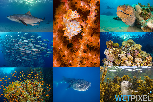 World Oceans Day on Wetpixel