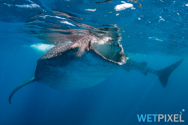 Wetpixel whale sharks 