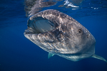 Wetpixel Whale Sharks 2022